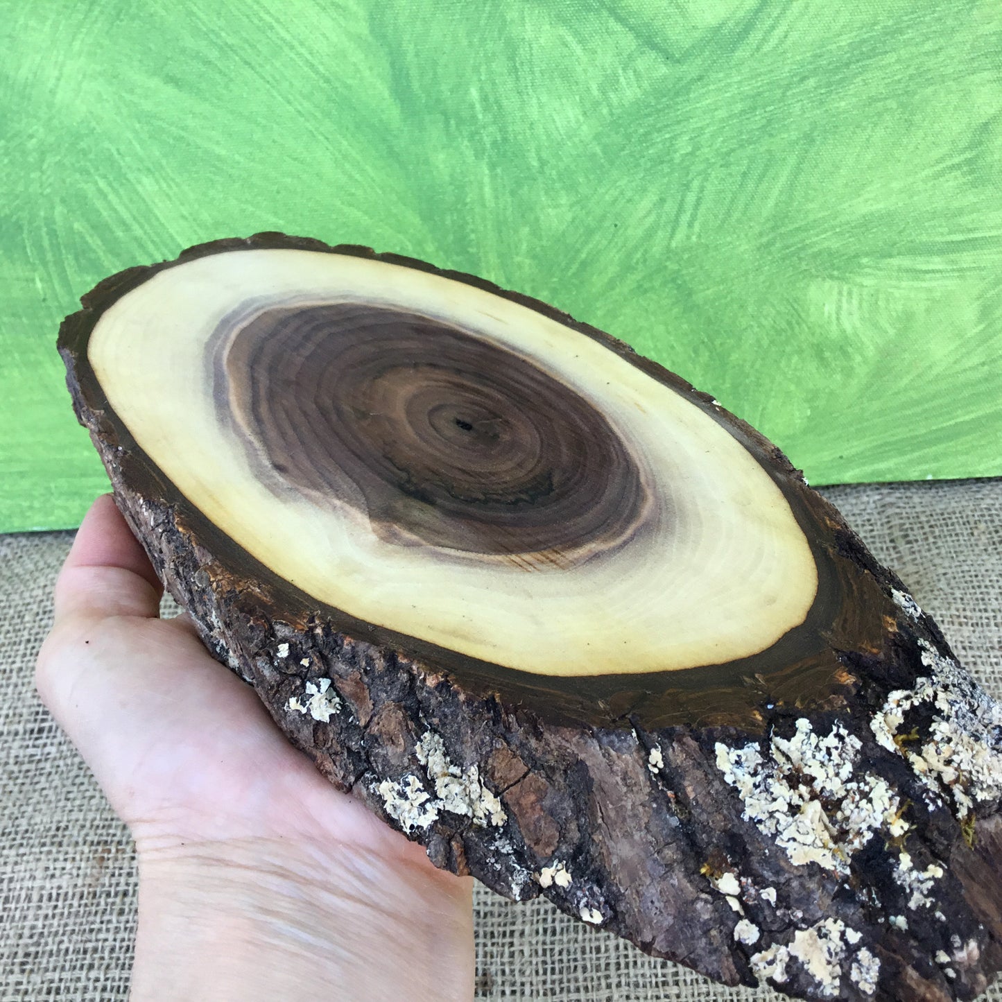 Black Walnut Live Edge Wood Slice - 11" x 4.5" x 1"