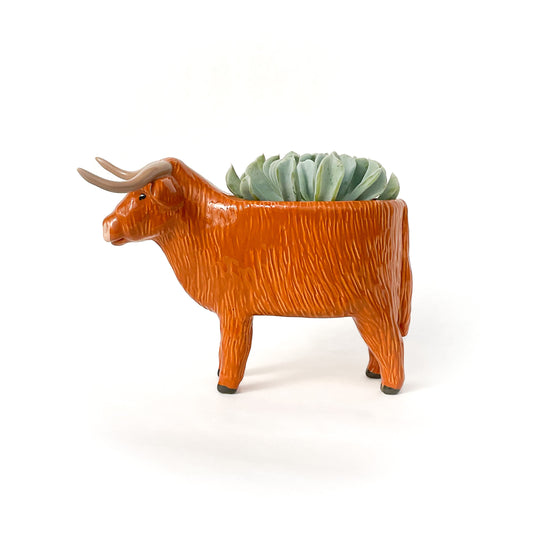 Highland Cow Pot