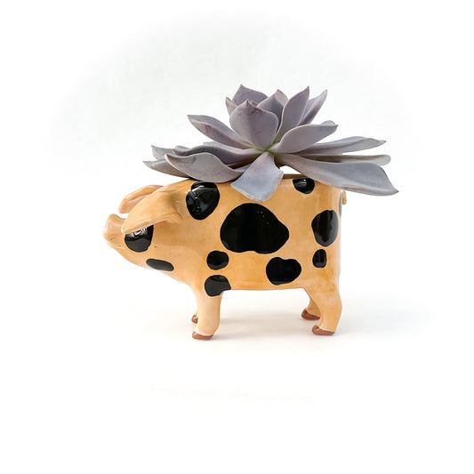 Gloucestershire Pig Pot