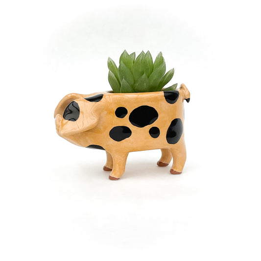 Gloucestershire Pig Pot