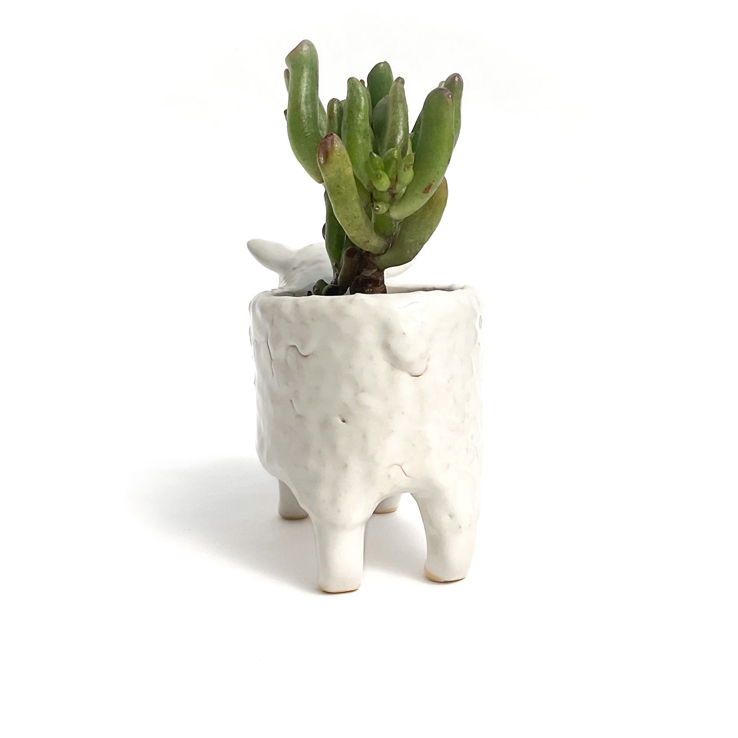 Romney Sheep Pot - Ceramic Sheep Planter