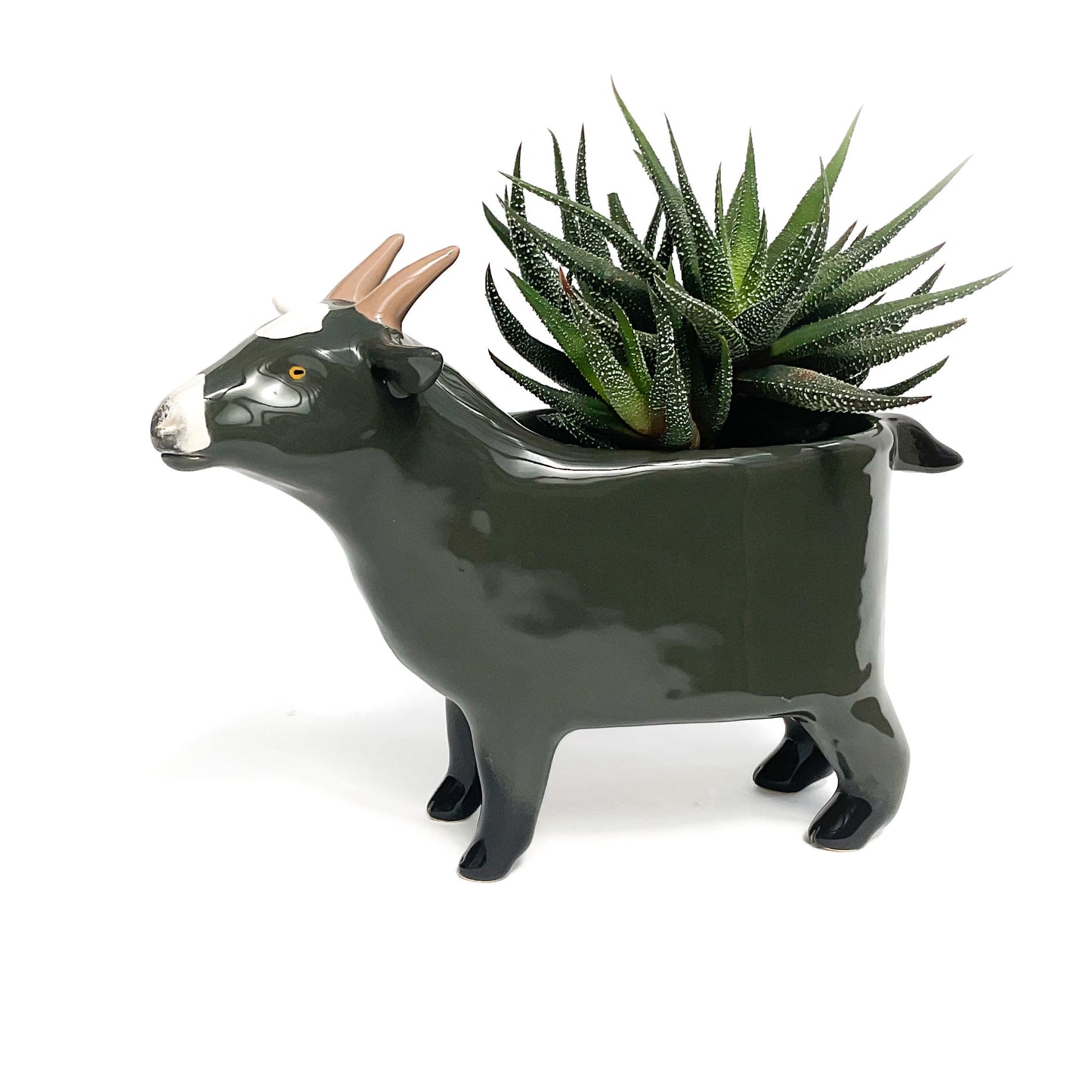 Dark Grey Pygmy Goat Pot