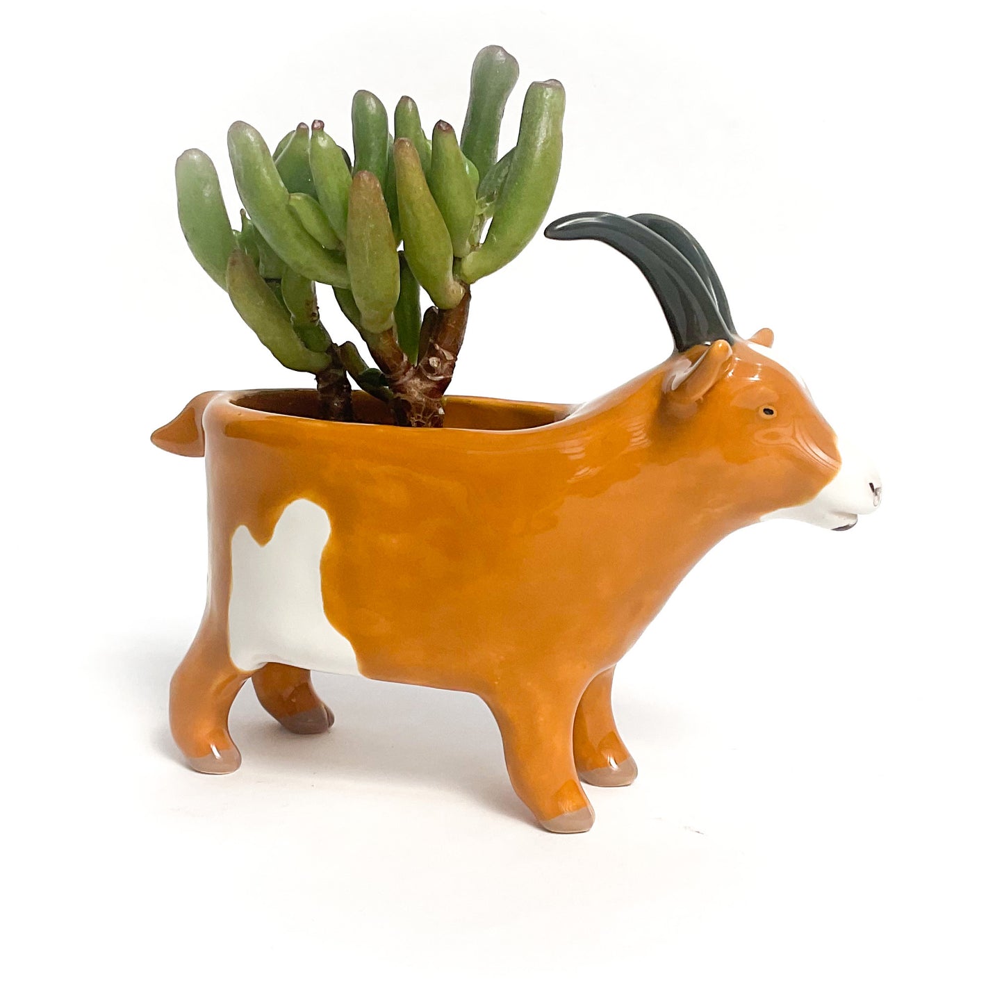 Spotted Brown Pygmy Goat Pot