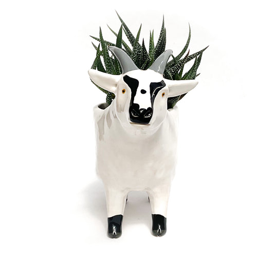 White & Black Pygmy Goat Pot