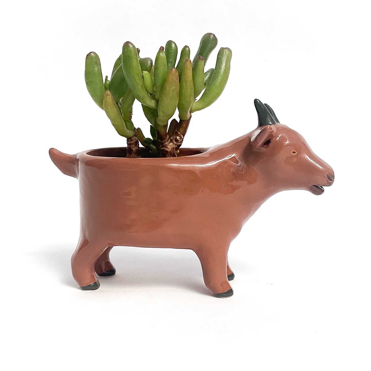 Brown Pygmy Goat Pot