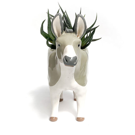 Miniature Mediterranean Donkey Pot