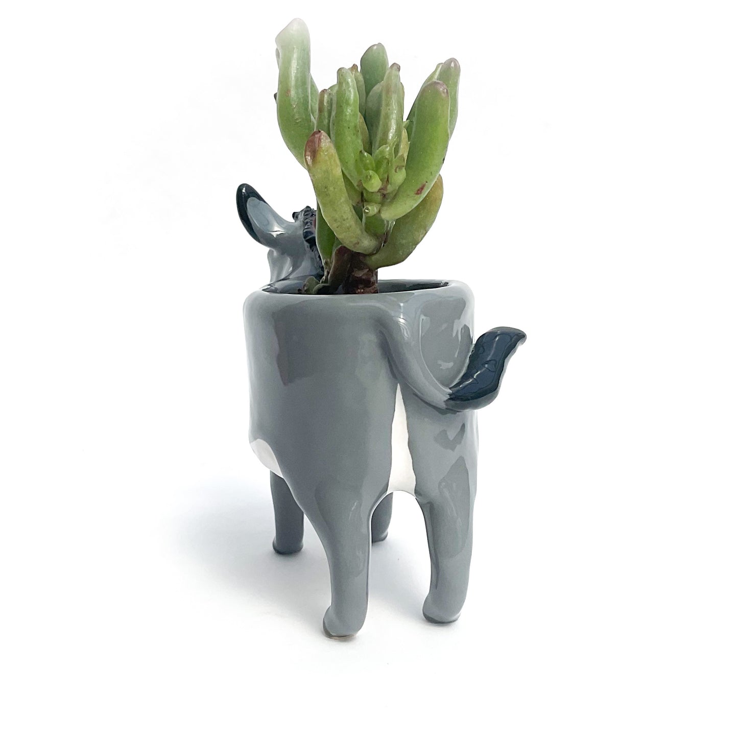 Miniature Mediterranean Donkey Planter