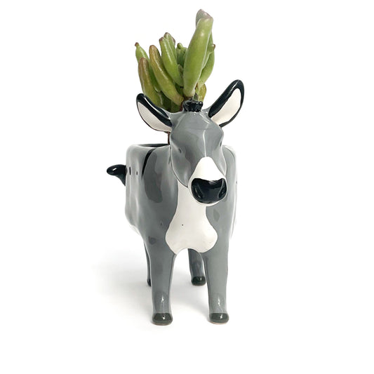 Miniature Mediterranean Donkey Planter