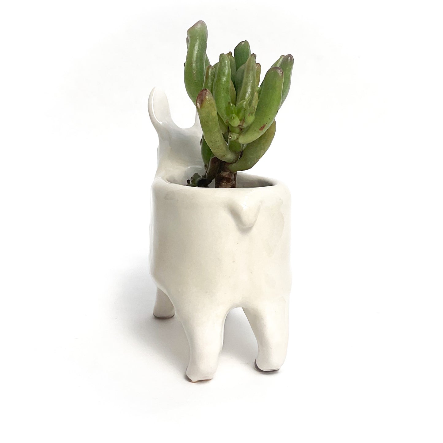 Border Leicester Sheep Pot - Ceramic Sheep Planter