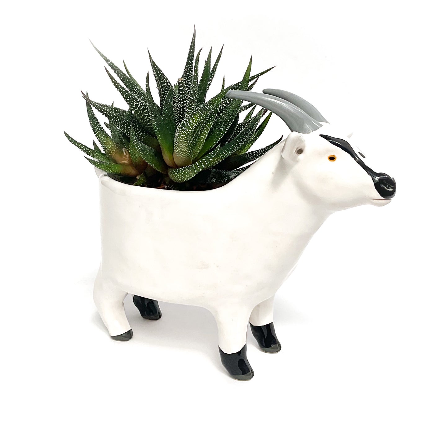 White & Black Pygmy Goat Pot