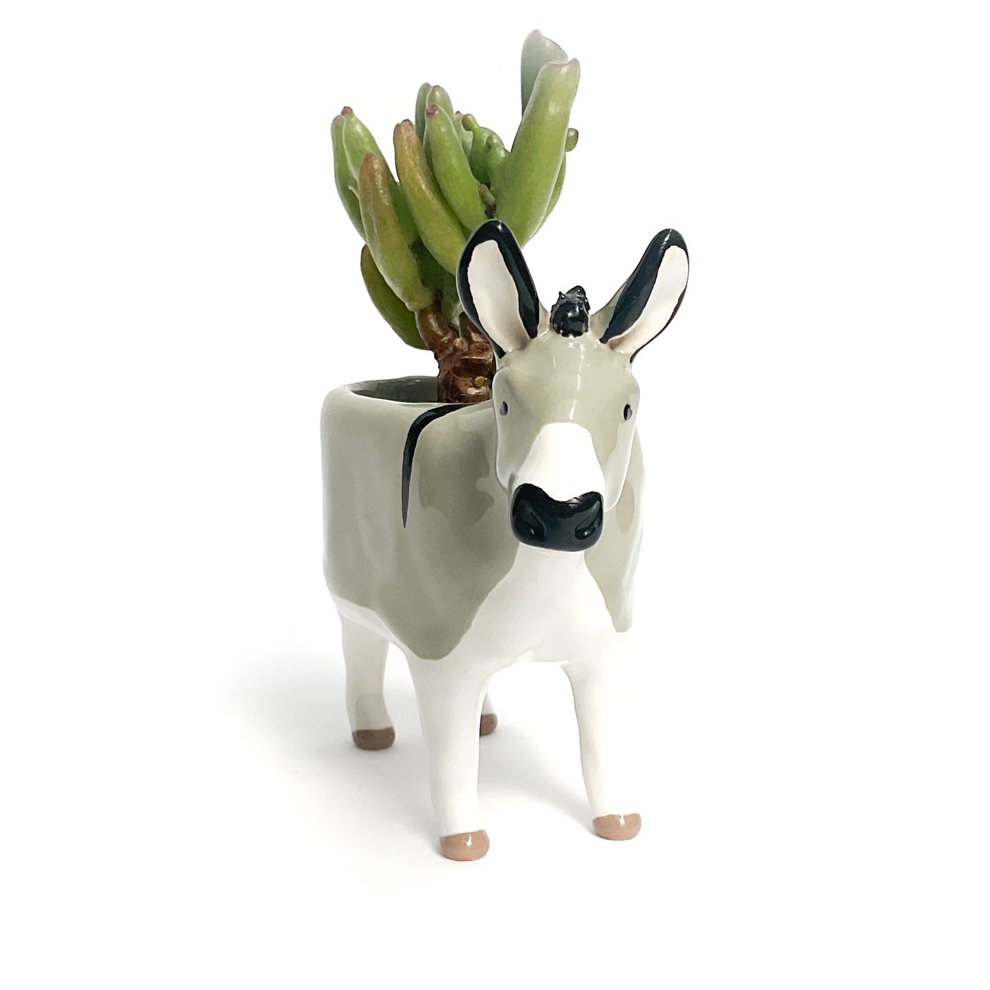 Miniature Mediterranean Donkey Planter