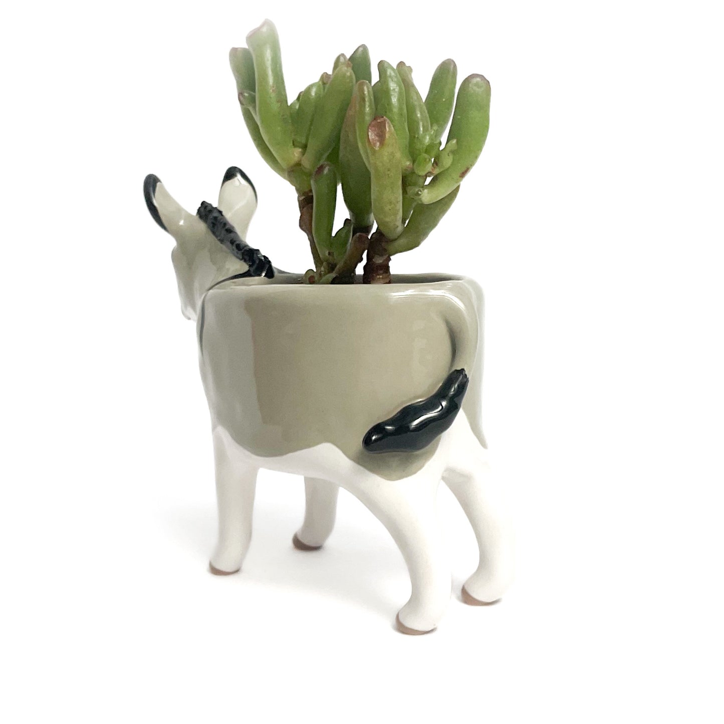 Miniature Mediterranean Donkey Planter