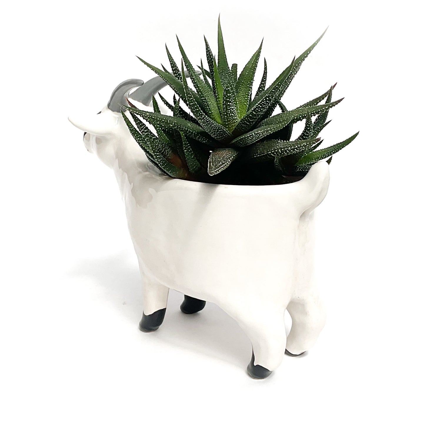 White & Black Pygmy Goat Pot