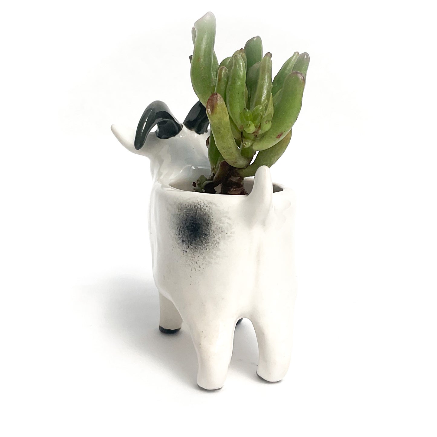 Grey Agouti Pygmy Goat Pot