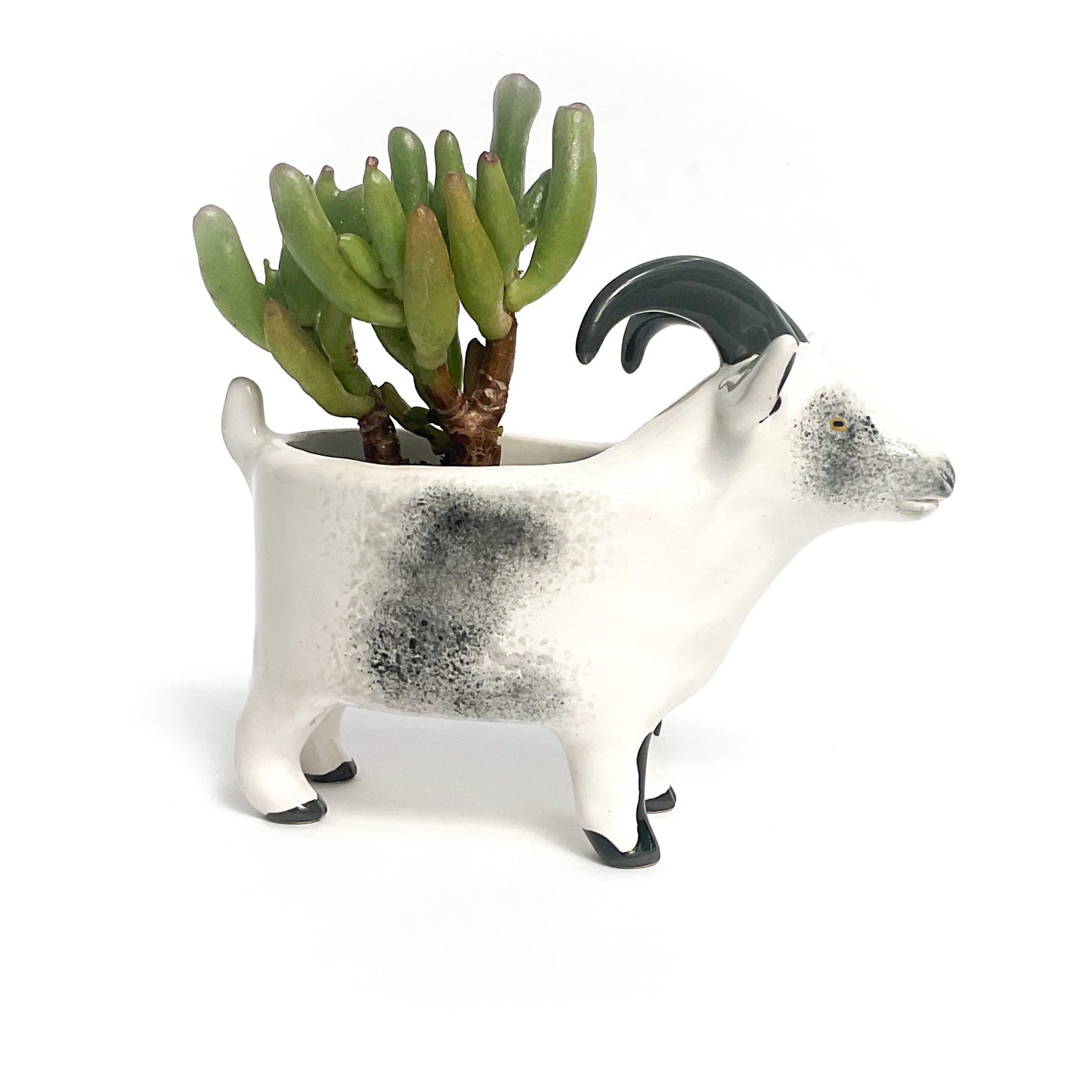 Grey Agouti Pygmy Goat Pot