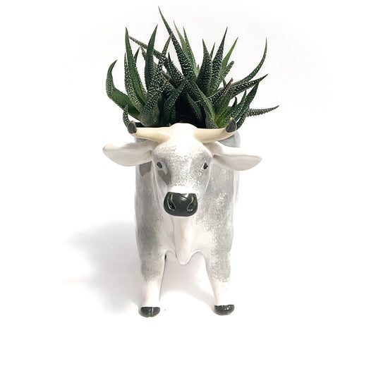 Gray & White Brown Swiss Cow Pot