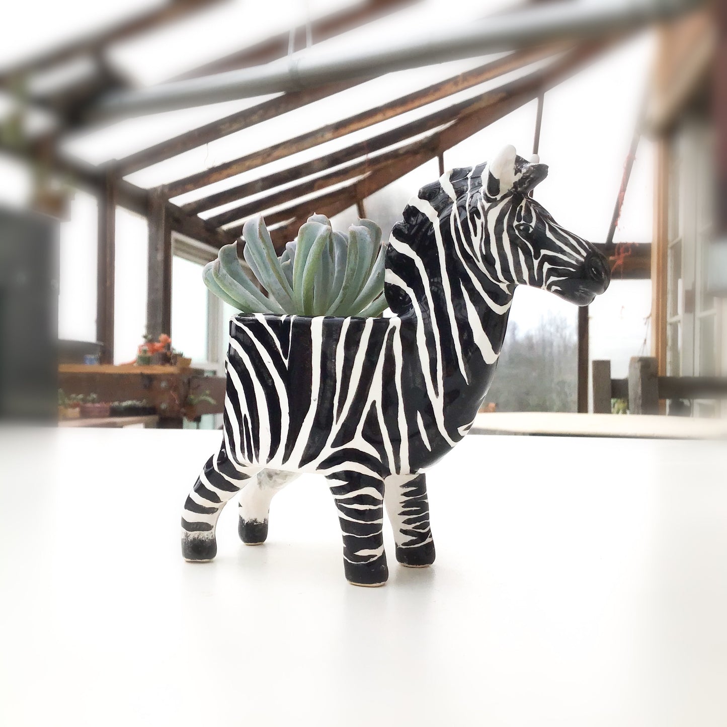 Zebra Planter - Zebra Succulent Pot