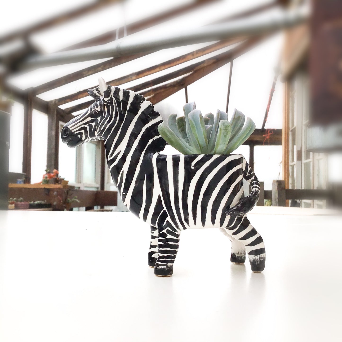 Zebra Planter - Zebra Succulent Pot