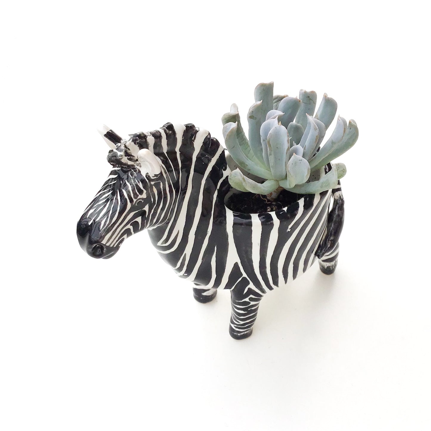 Zebra Planter - Zebra Succulent Pot