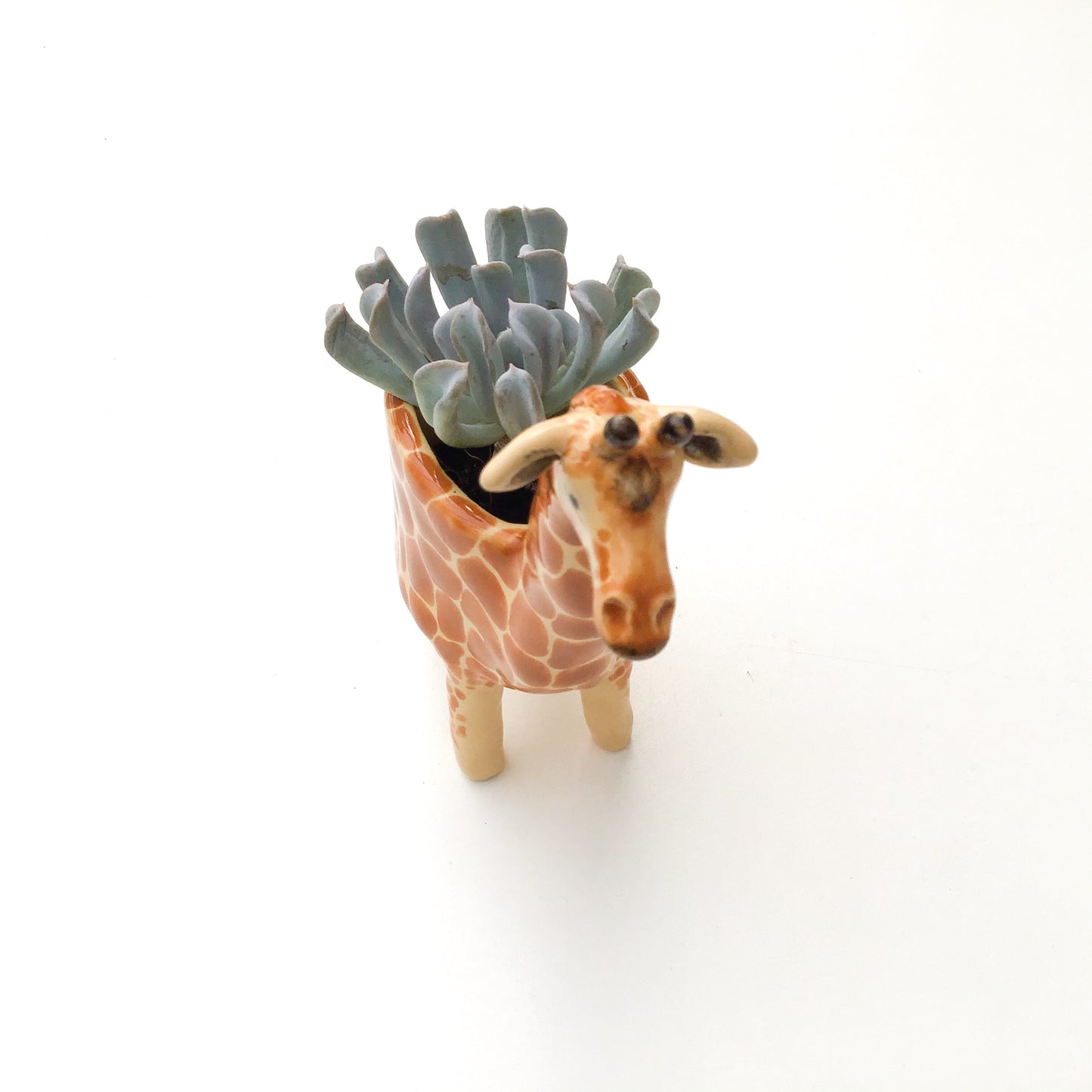 Giraffe Planter - Giraffe Succulent Pot