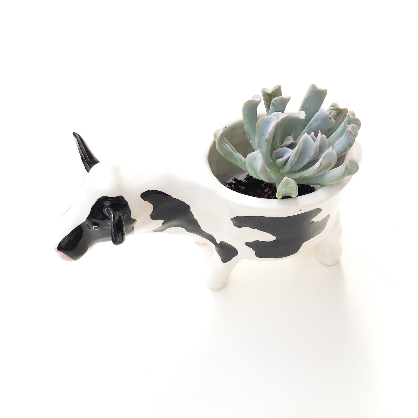 Holstein Friesian Cow Pot - Ceramic Cow Planter