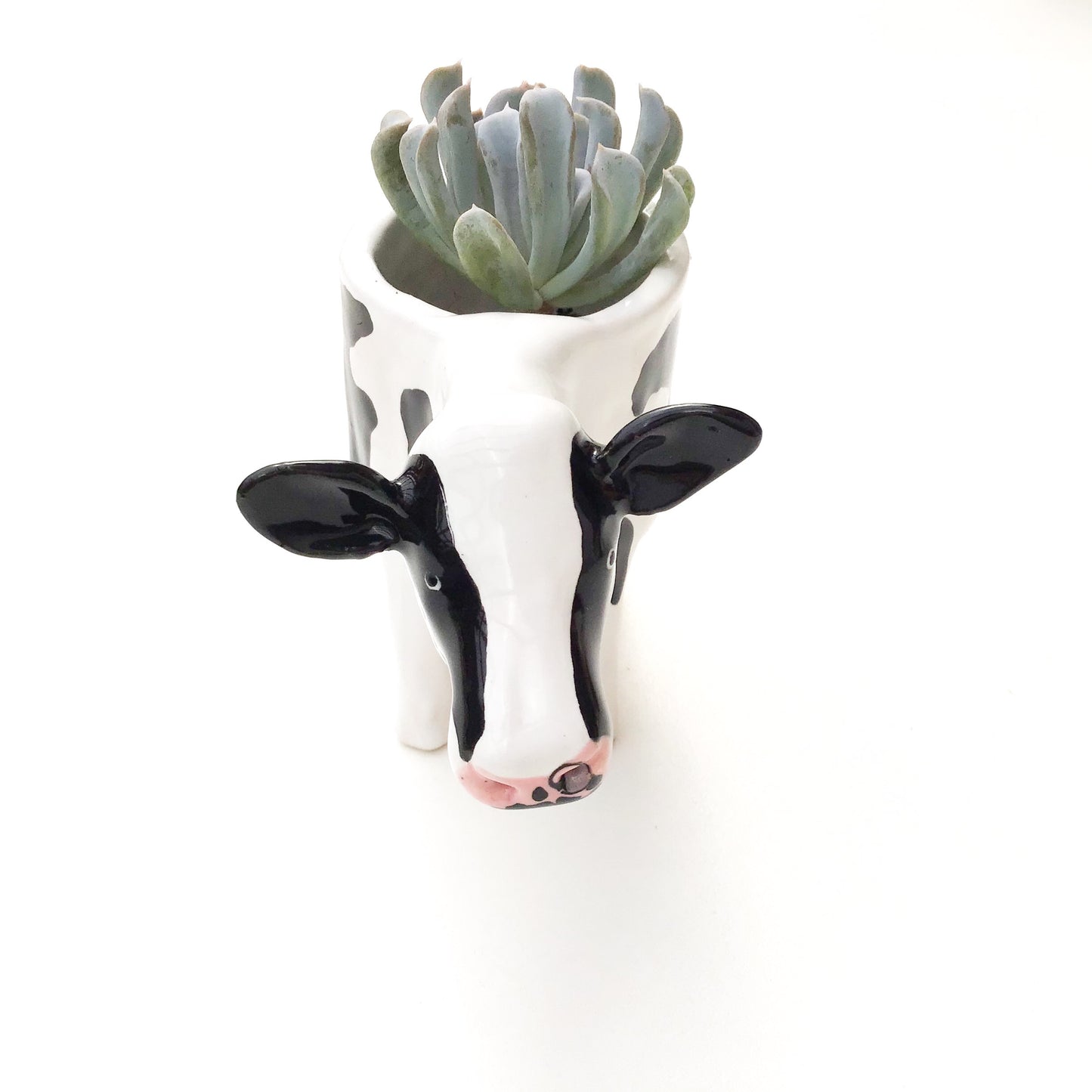 Holstein Friesian Cow Pot - Ceramic Cow Planter