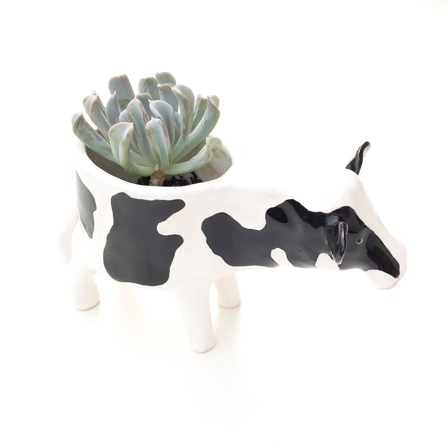 Holstein Friesian Cow Pot - Ceramic Cow Planter