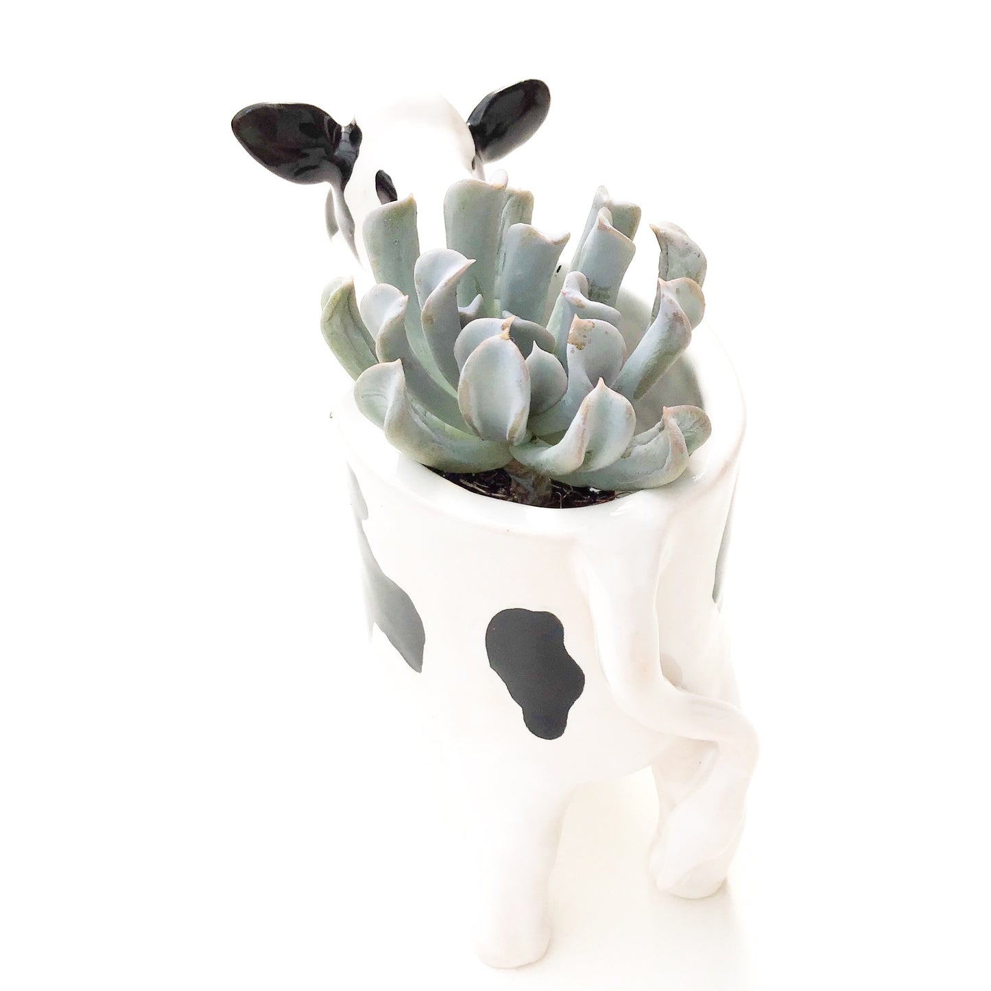 Holstein Friesian Cow Pot - Ceramic Cow Planter