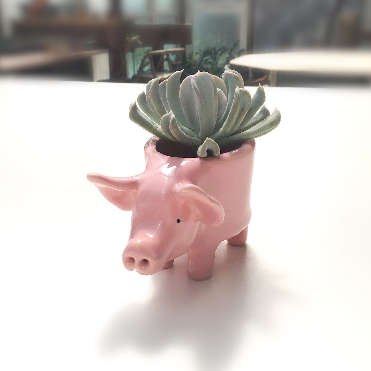 Little Pink Pig Pot - Ceramic Pig Planter