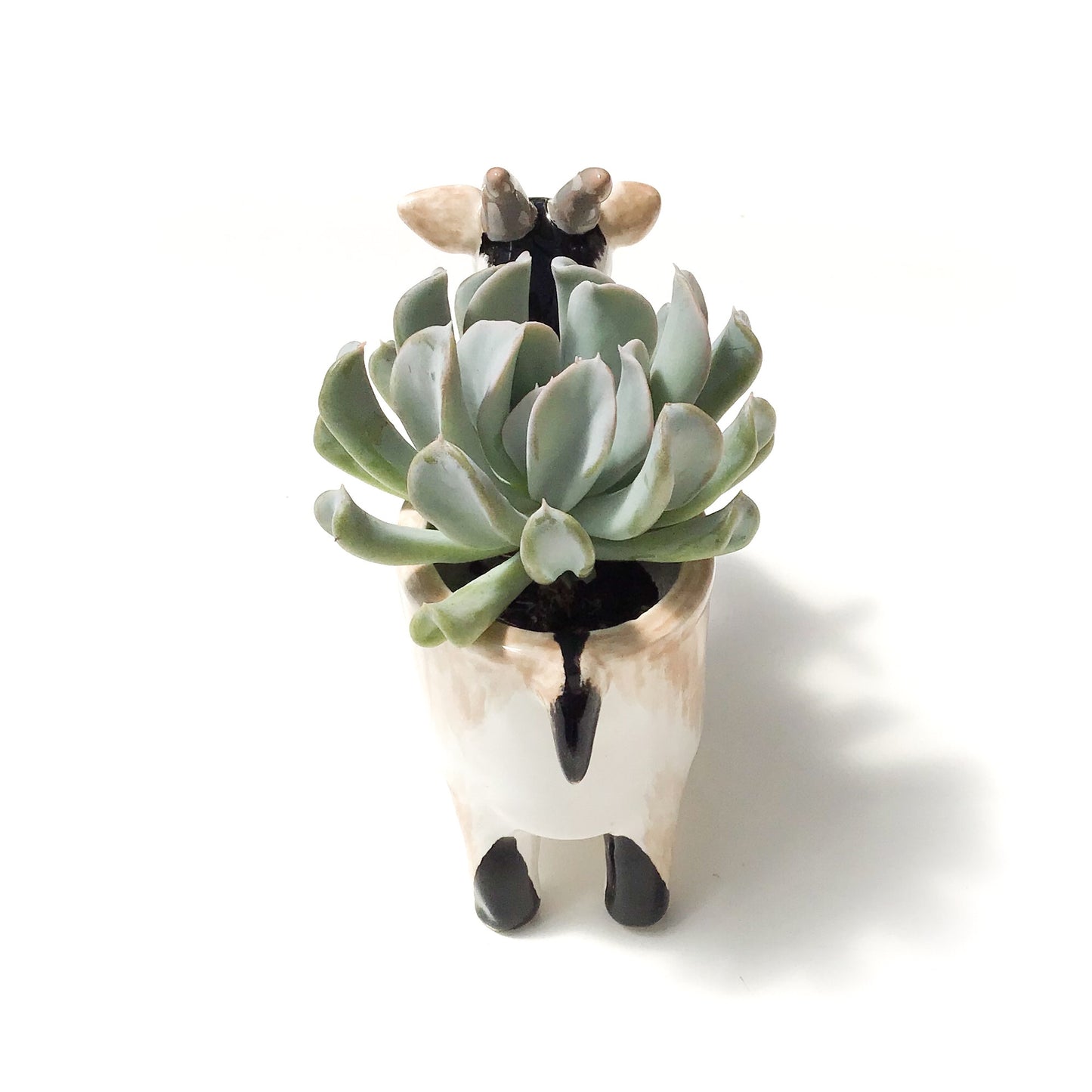 Pygmy Goat Pot - Ceramic Pygmy Goat Planter