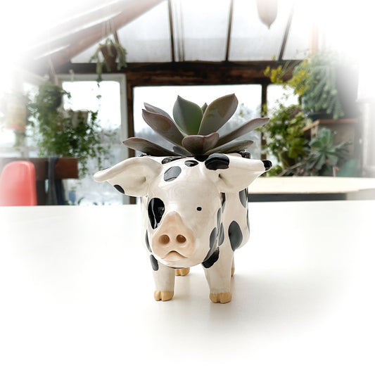 Gloucestershire Pig Pot - Ceramic Pig Planter...Oink!