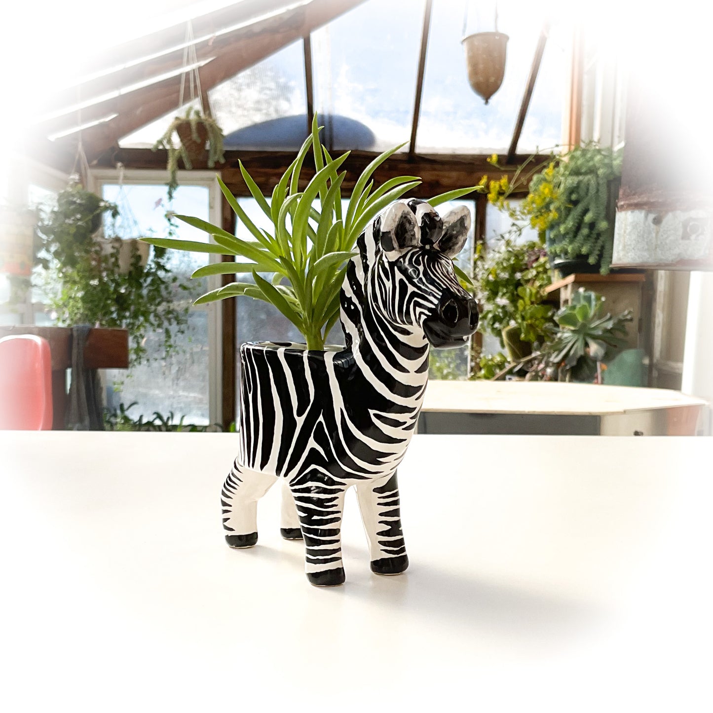 Zebra Planter - Zebra Succulent Pot