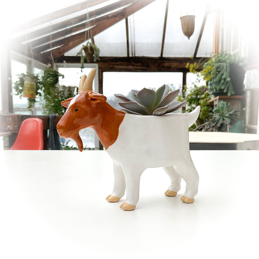 Australian Boer Goat Pot - Ceramic Goat Planter