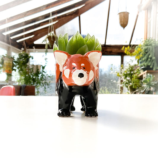 Red Panda Pot - Ceramic Red Panda Bear Planter