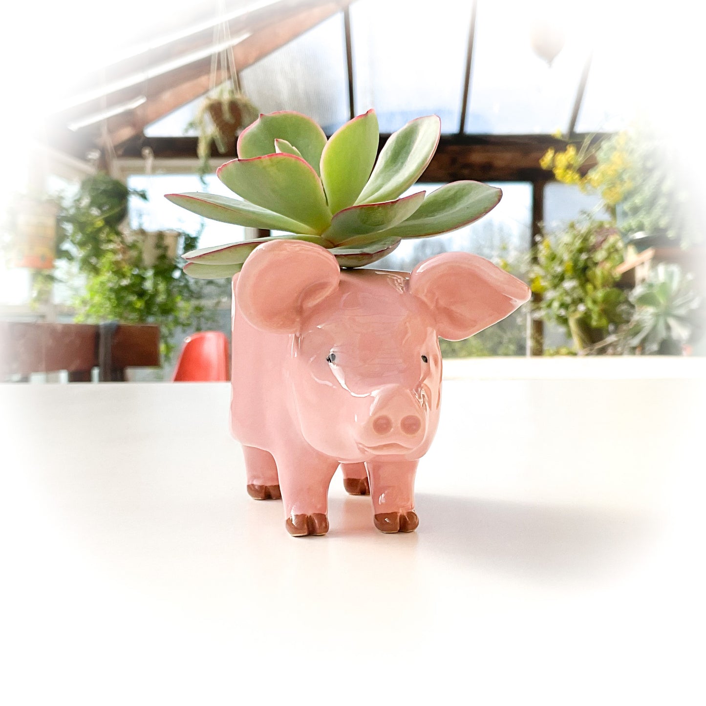 Pink Yorkshire Pig Pot - Ceramic Pig Planter