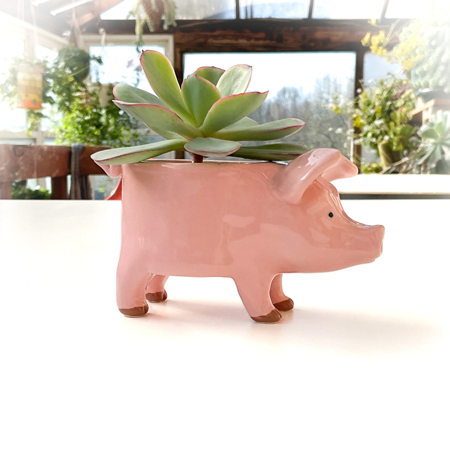 Pink Yorkshire Pig Pot - Ceramic Pig Planter