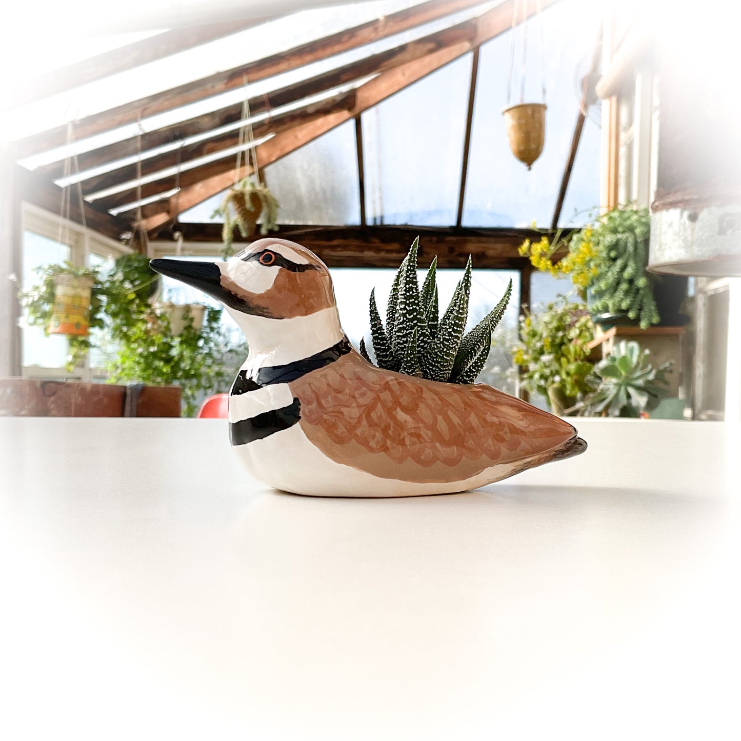 Killdeer Bird Pot - Ceramic Killdeer Planter