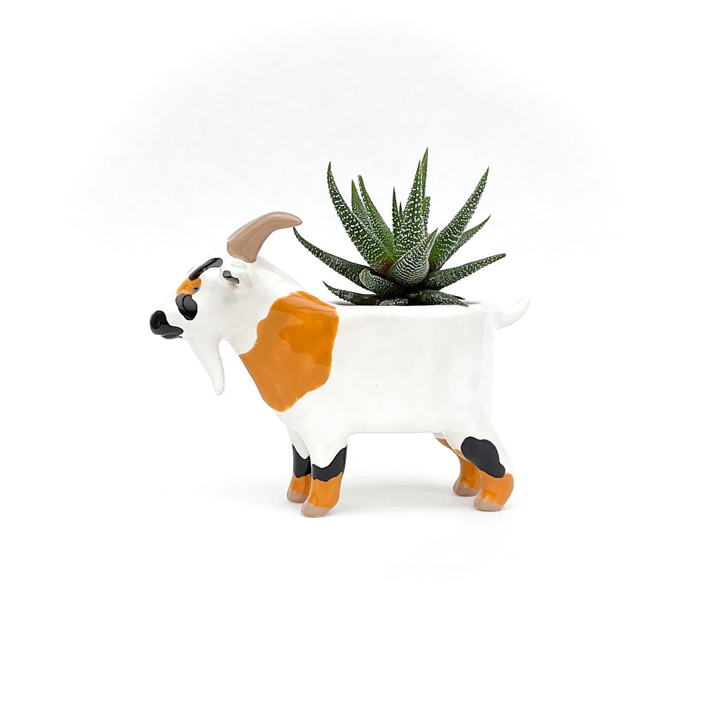 Black and Brown Pygmy Goat Pot