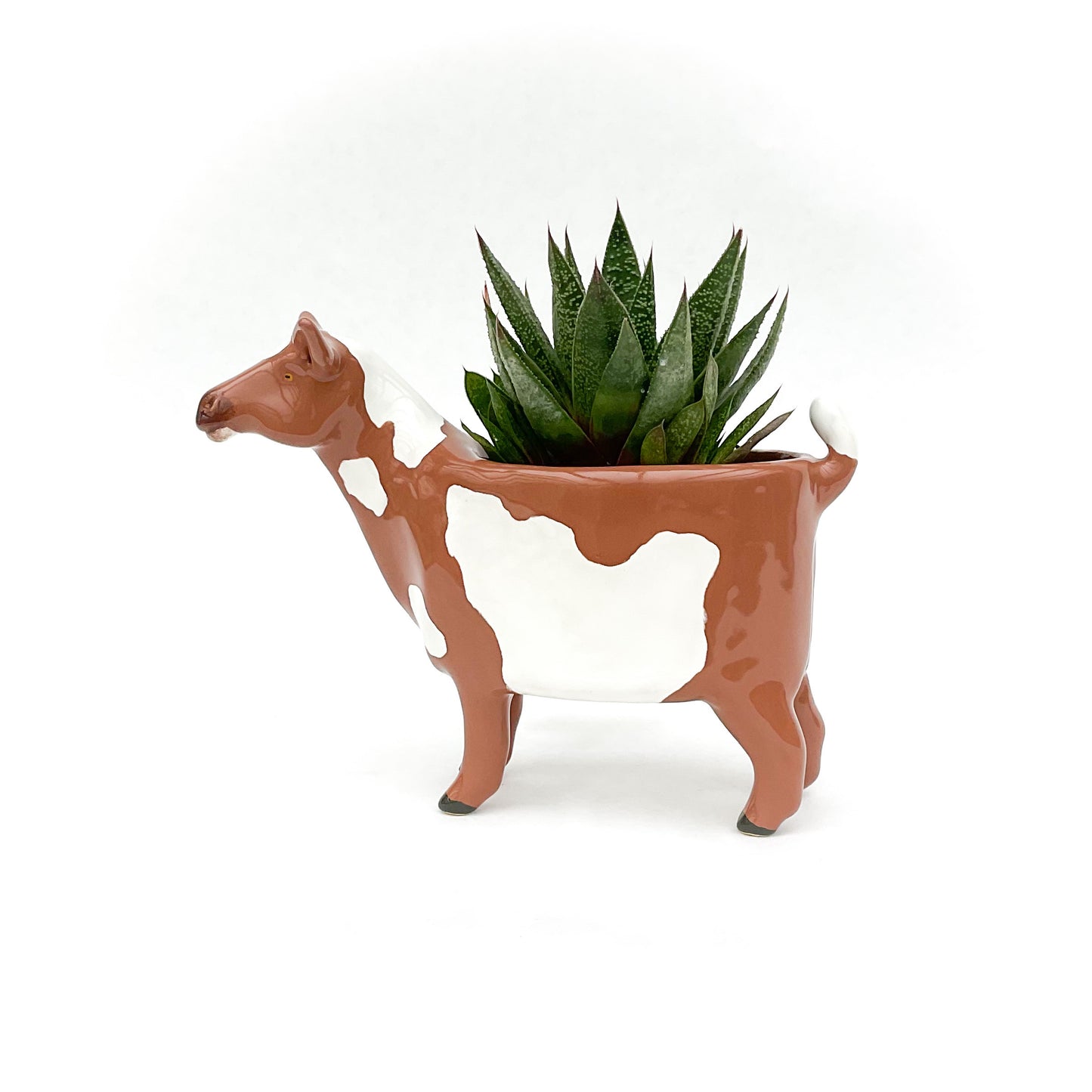 Spotted Nigerian Dwarf Goat Pot