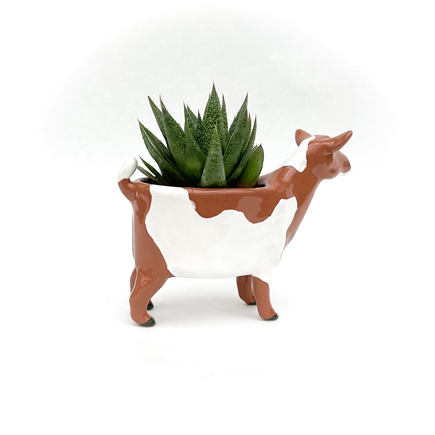 Spotted Nigerian Dwarf Goat Pot