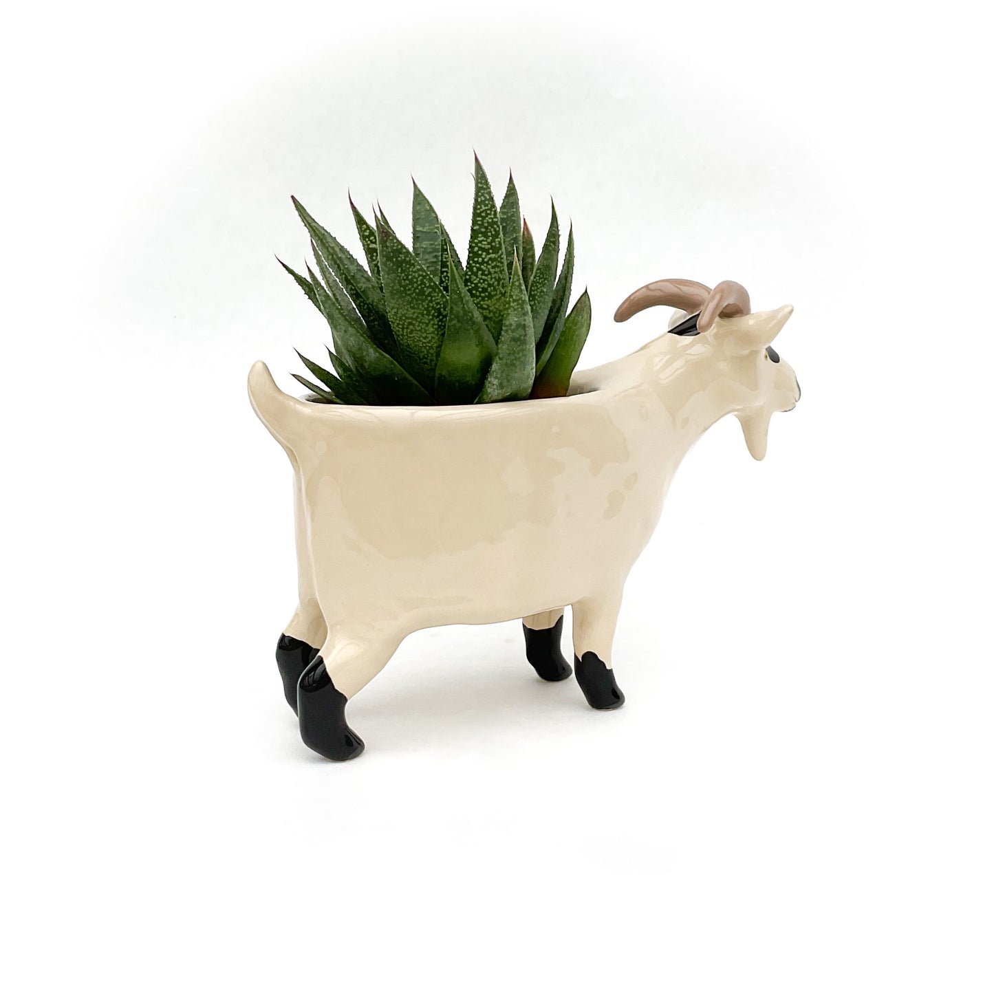 Black & Tan Pygmy Goat Pot