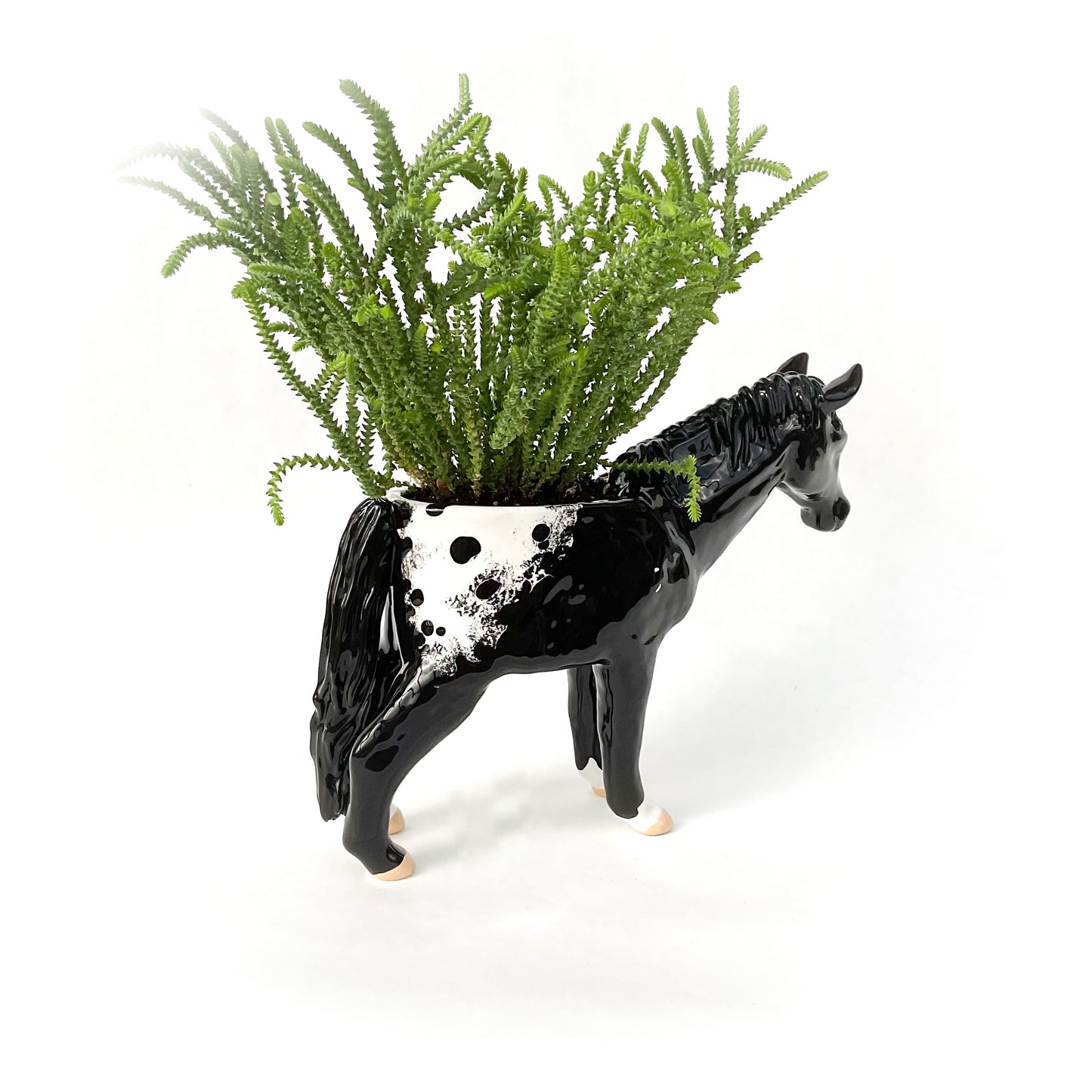 Appaloosa Horse Pot