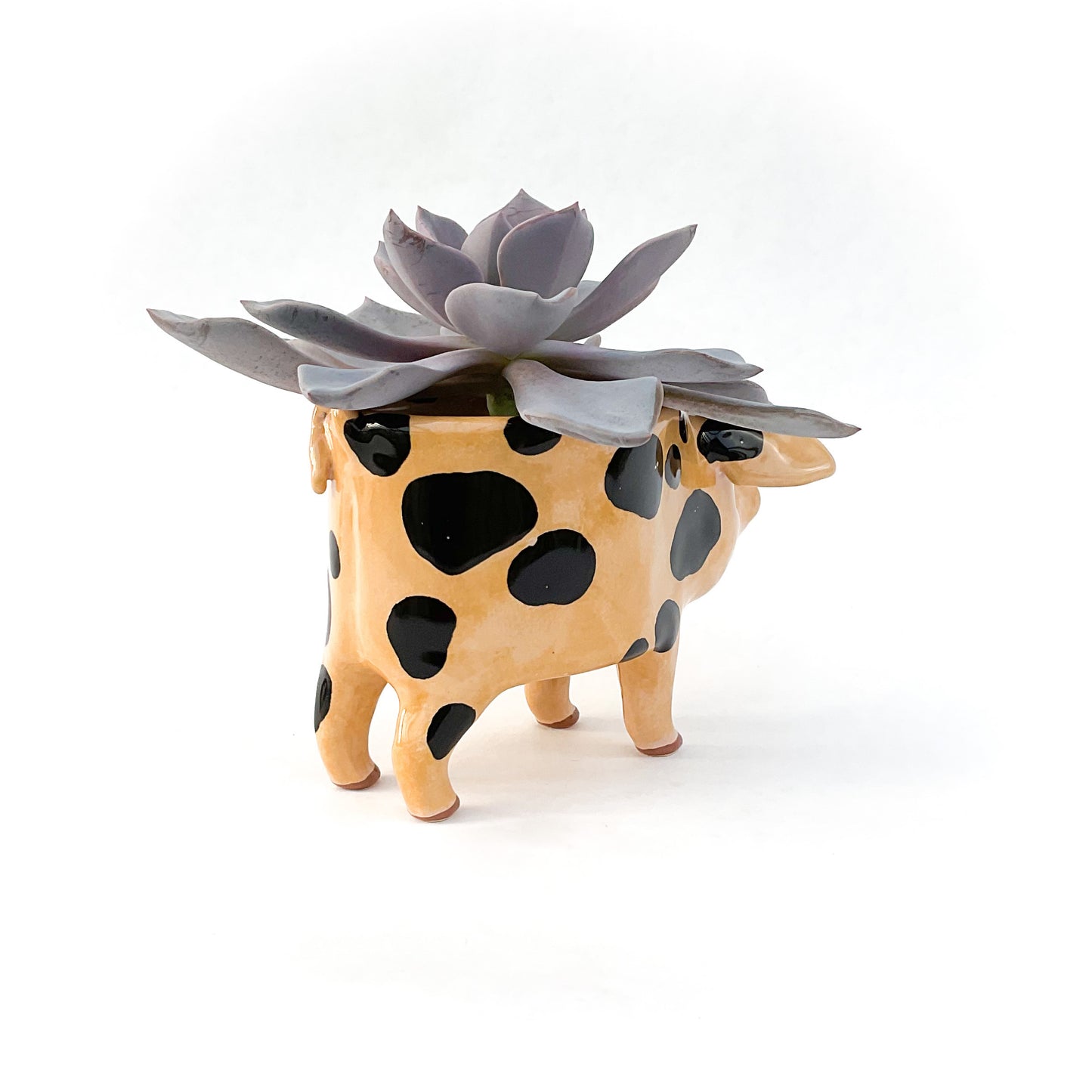 Gloucestershire Pig Pot