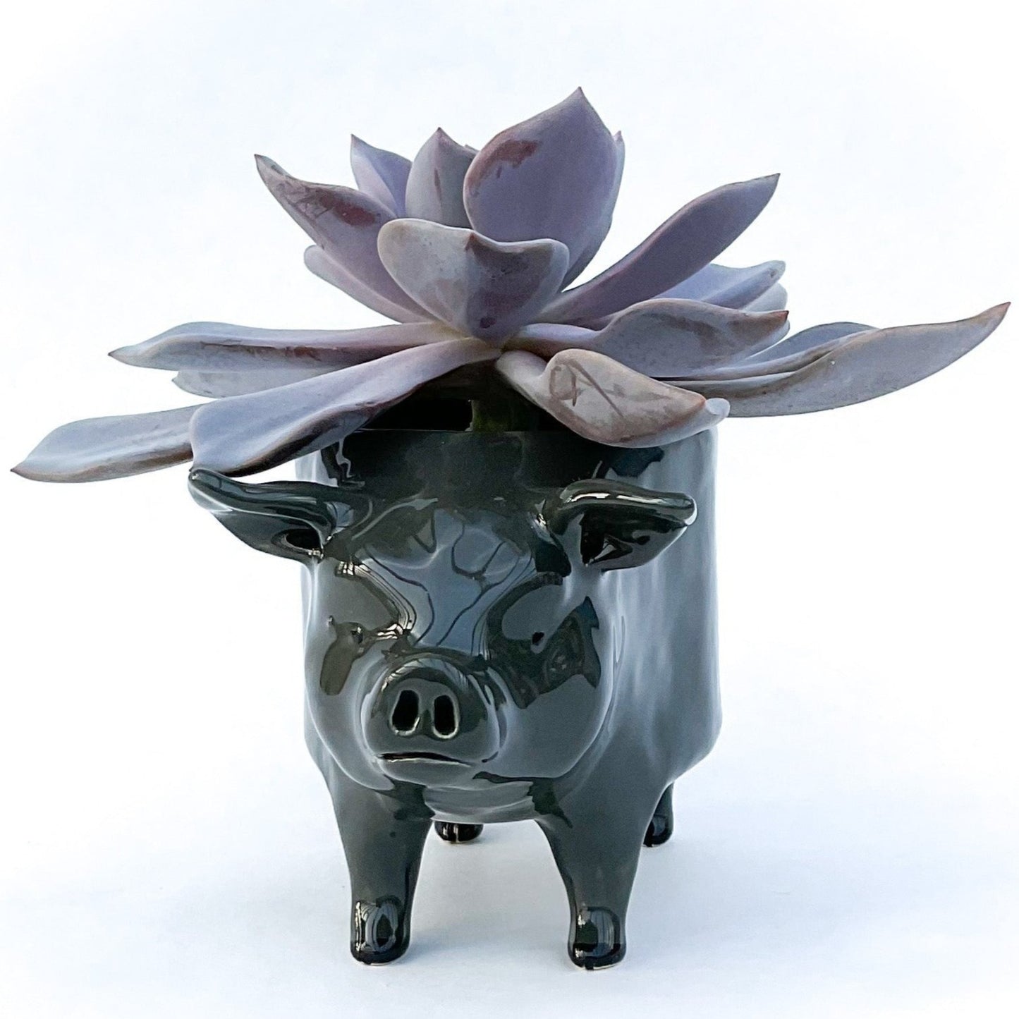 Vietnamese Pot-Bellied Pig Pot