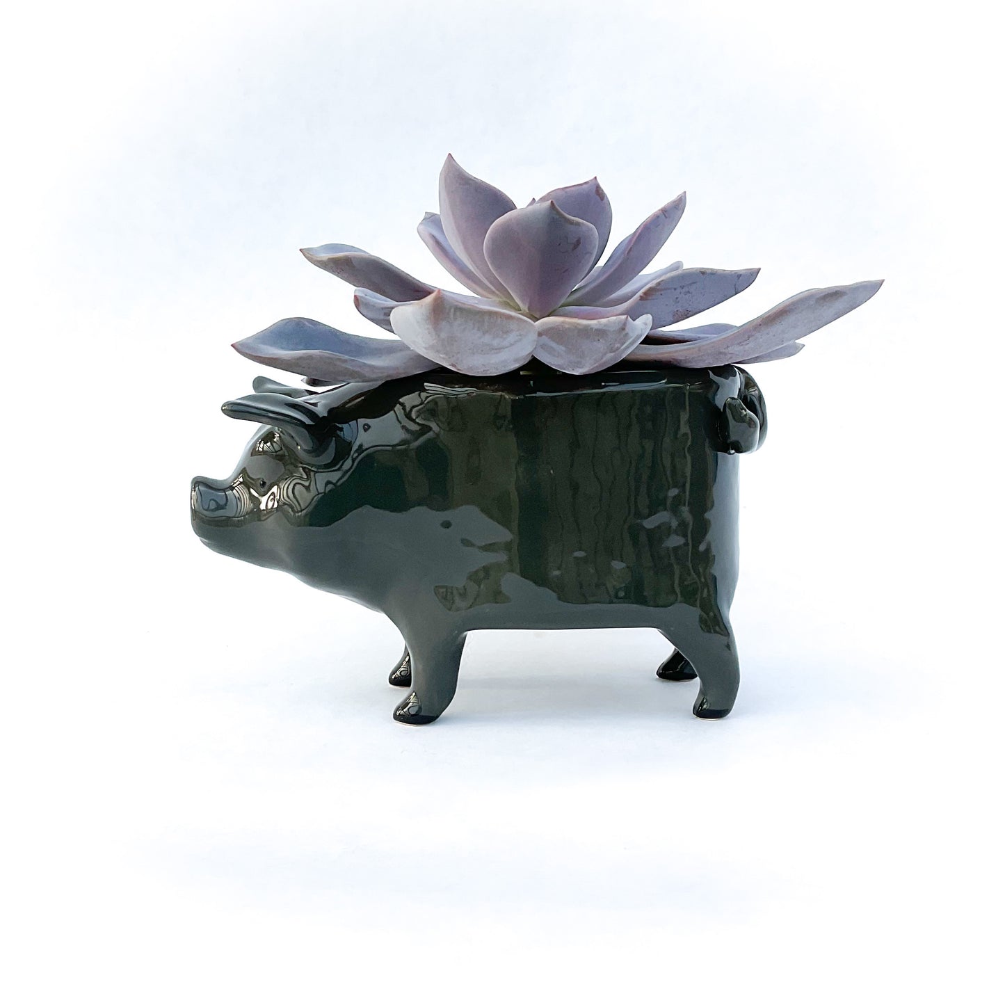 Vietnamese Pot-Bellied Pig Pot