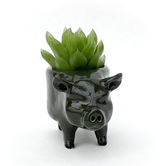 Vietnamese Pot-Bellied Pig Pot