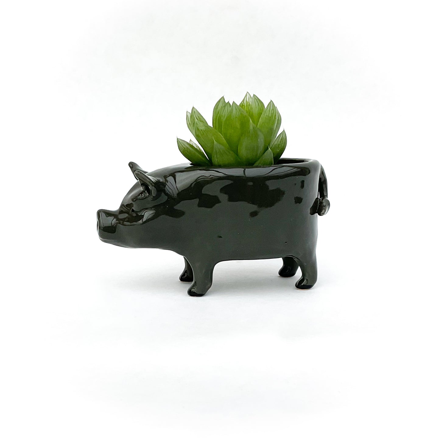 Vietnamese Pot-Bellied Pig Pot