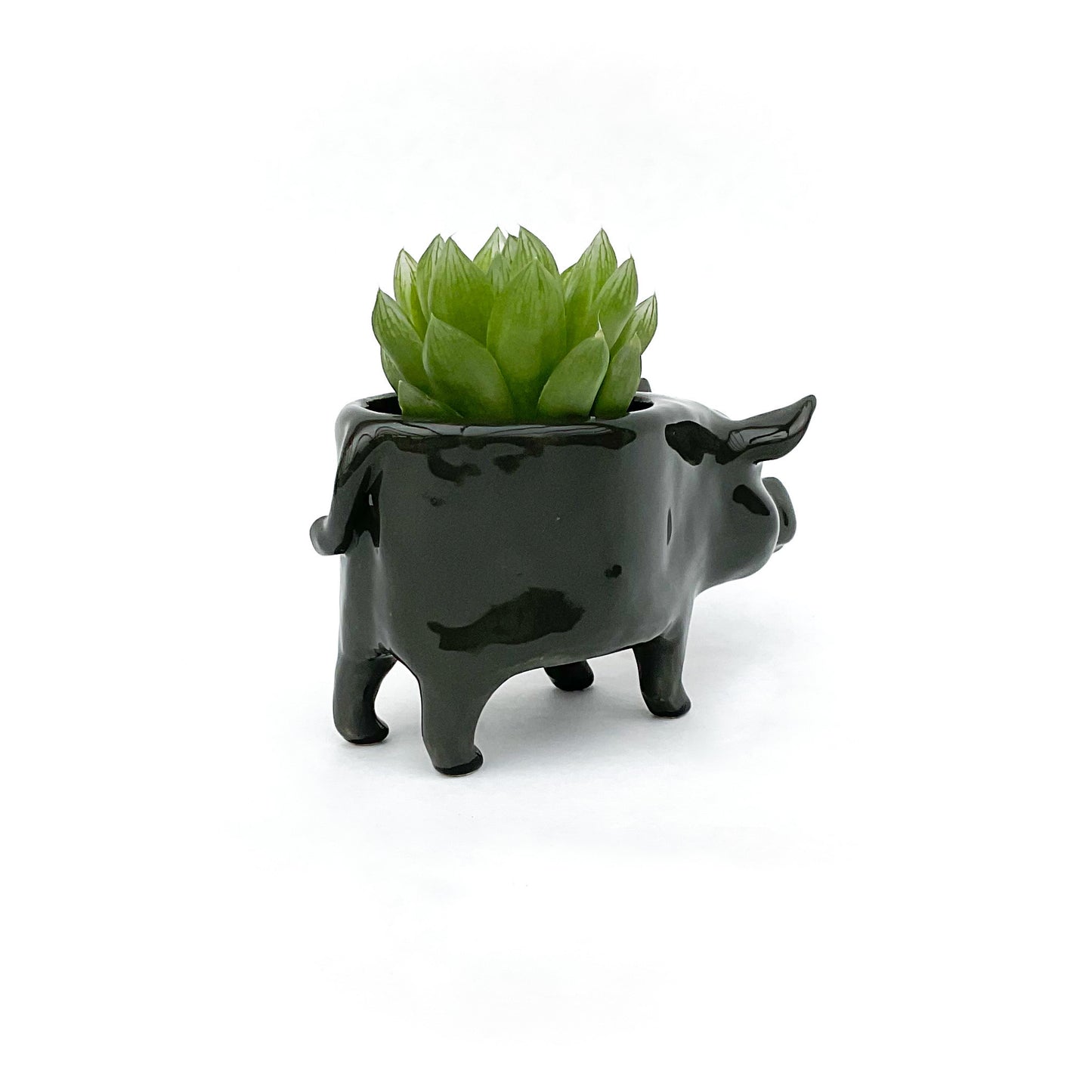 Vietnamese Pot-Bellied Pig Pot